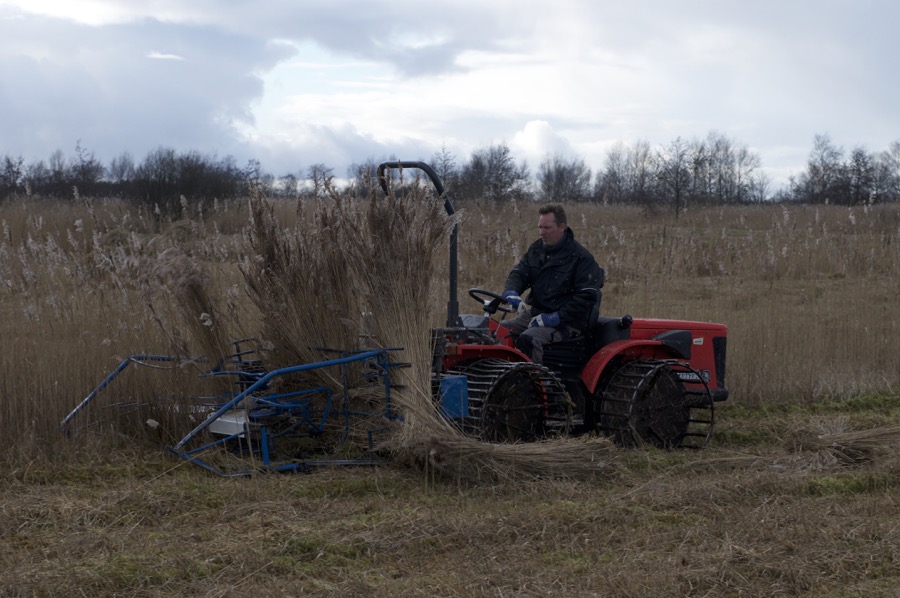 Rietmaaien met carraro