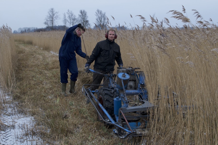 Rietmaaien met de zelfbinder